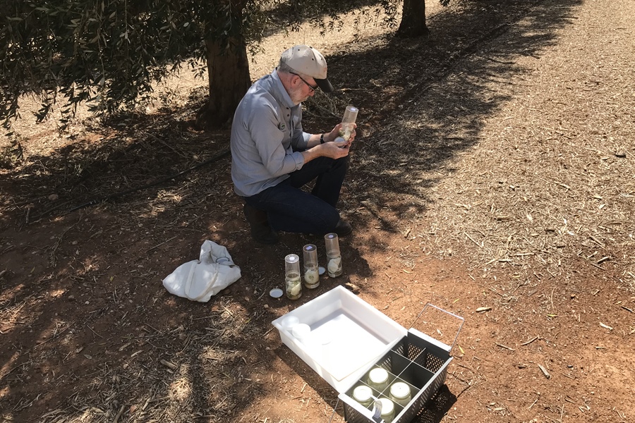 Understanding and Managing Insect Pests of Pistachio Orchards